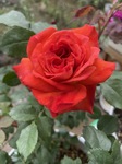 3DBC5B9E-0B26-4765-B9B4-F2192059ABE7.jpg
