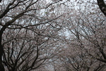 DSC_0008.JPG