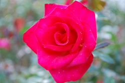 DSC_0025.jpg