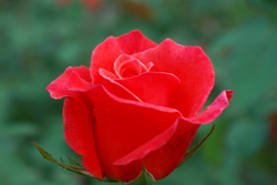DSC_0038.jpg