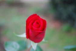 DSC_0044.jpg