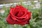 DSC_0417.JPG