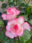 LINE_ALBUM_[YM[_230426_79.jpg