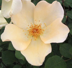rose_mrs_o-kuri-2.jpg
